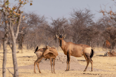 Etosha