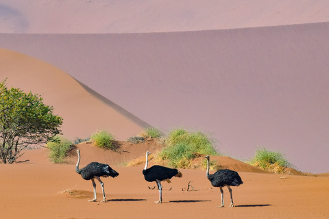 Windhoek - Sesriem