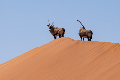 Expédition Namib - vers Meob Bay