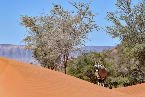 Désert du Namib