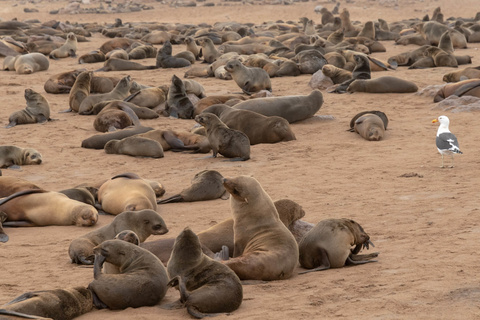 Twyfelfontein - Swakopmund