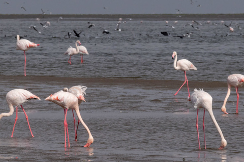 Expédition Namib - Pelican Point lodge