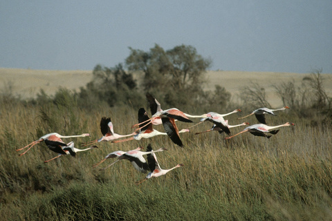 Expédition Namib - Sandwich Harbour