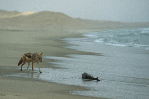 Expédition Namib - Sandwich Harbour