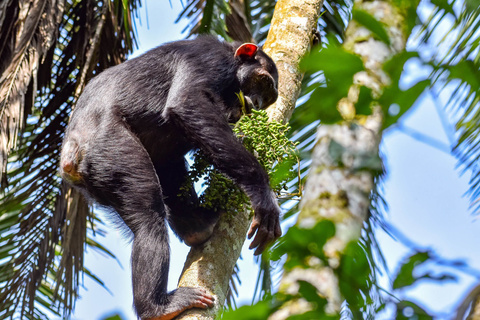 Chimpanzé de Kibale et Queen Elizabeth NP
