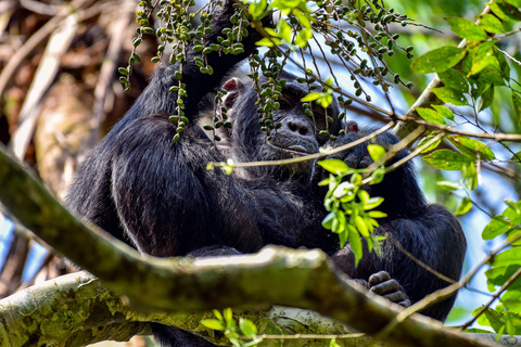 Chimpanzé de Kibale et Queen Elizabeth NP