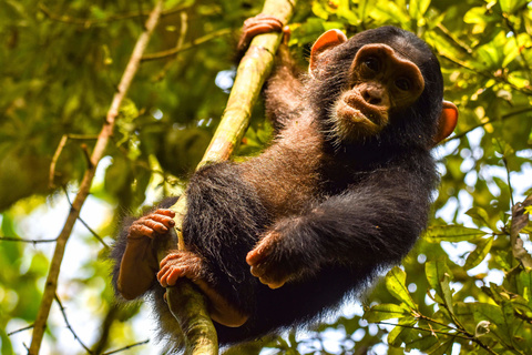 Chimpanzé de Kibale et Queen Elizabeth NP