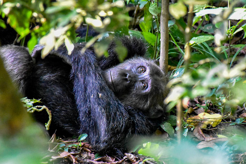 Parc National de Queen Elizabeth et chimpanzés de Kyambura