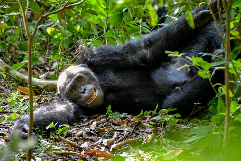Parc National de Queen Elizabeth et chimpanzés de Kyambura