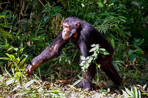 Chimpanzé de Kibale et Marais de Bigodi