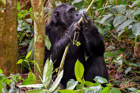 Chimpanzé de Kibale et Marais de Bigodi