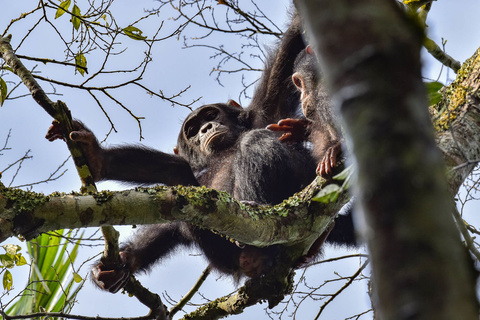 Chimpanzé de Kibale et Queen Elizabeth NP