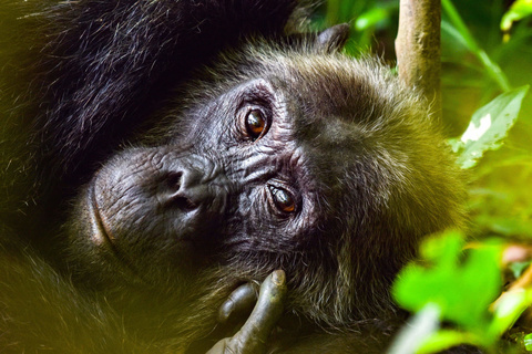 Chimpanzé de Kibale et Marais de Bigodi