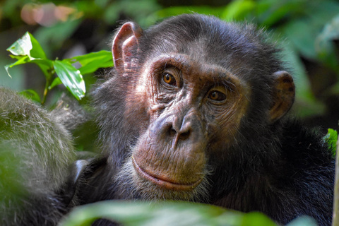 Chimpanzé de Kibale et Queen Elizabeth NP