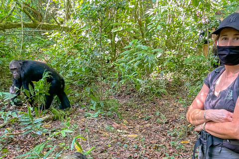 Chimpanzé de Kibale et Queen Elizabeth NP
