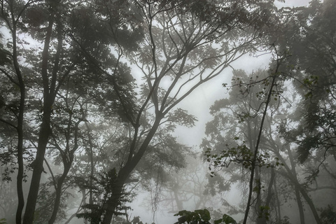 Chimpanzé de Kibale et Queen Elizabeth NP
