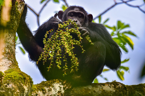 Chimpanzé de Kibale et Queen Elizabeth NP