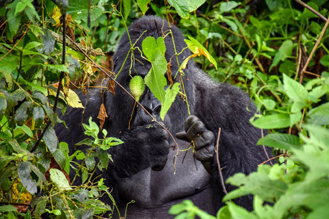 Première rencontre avec les gorilles