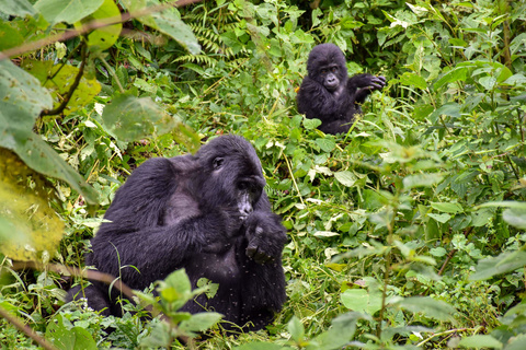 Première rencontre avec les gorilles