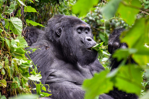 Première rencontre avec les gorilles