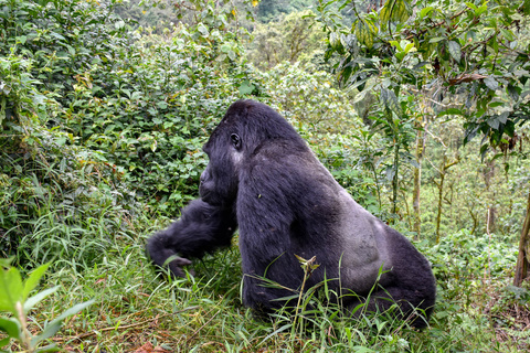 Première rencontre avec les gorilles
