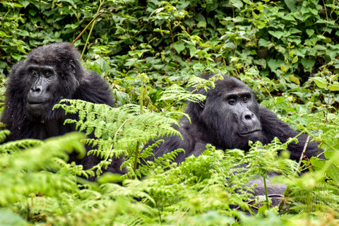 Seconde rencontre avec les gorilles
