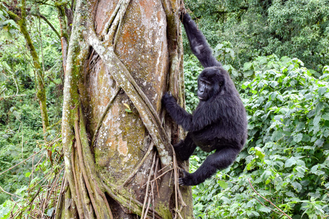 Seconde rencontre avec les gorilles