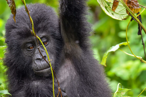 Seconde rencontre avec les gorilles