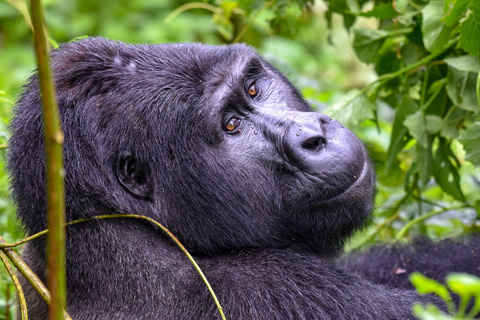 Seconde rencontre avec les gorilles