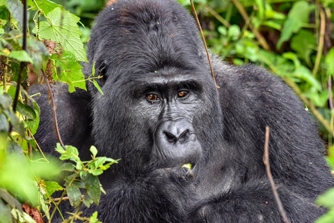 Première rencontre avec les gorilles