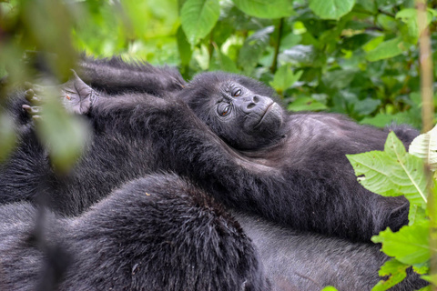 Première rencontre avec les gorilles
