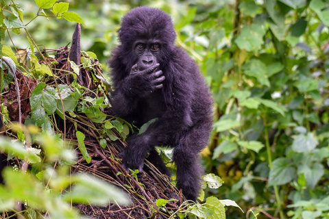 Première rencontre avec les gorilles