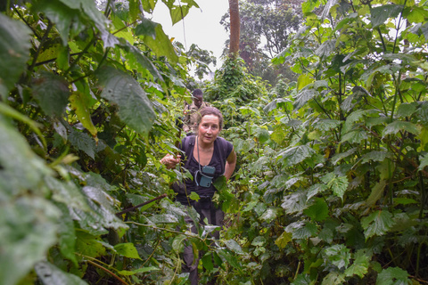 Première rencontre avec les gorilles