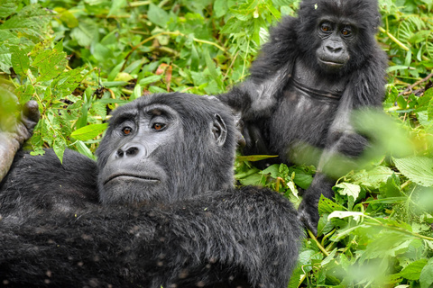 Première rencontre avec les gorilles