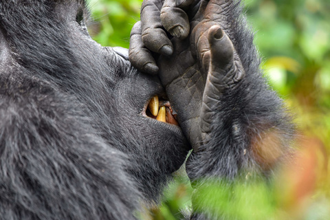 Seconde rencontre avec les gorilles