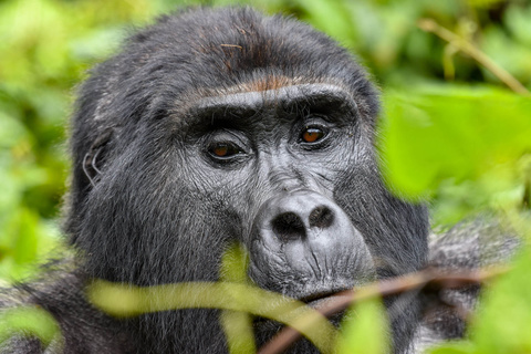 Seconde rencontre avec les gorilles
