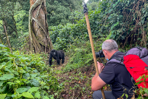 Seconde rencontre avec les gorilles