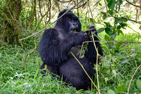 Seconde rencontre avec les gorilles
