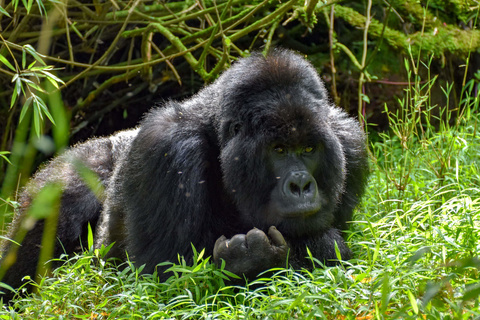 Première rencontre avec les gorilles