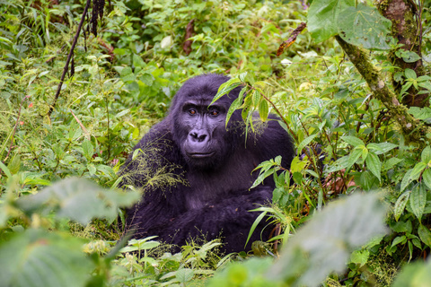 Première rencontre avec les gorilles