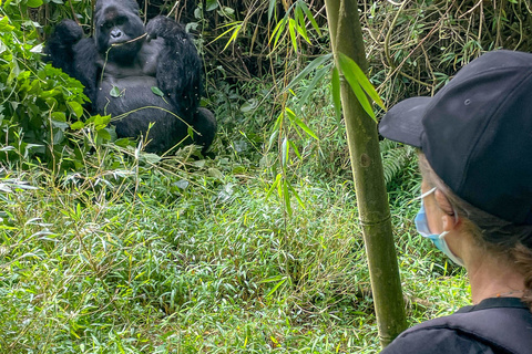 Première rencontre avec les gorilles