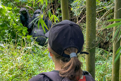 Seconde rencontre avec les gorilles - "habituation experience"