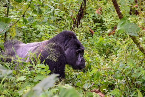 Première rencontre avec les gorilles