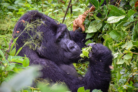 Seconde rencontre avec les gorilles - "habituation experience"