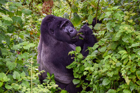 Seconde rencontre avec les gorilles - "habituation experience"