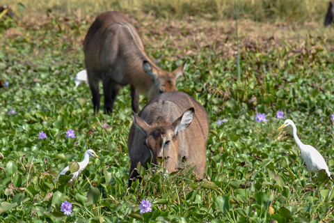 Parc National de Murchison