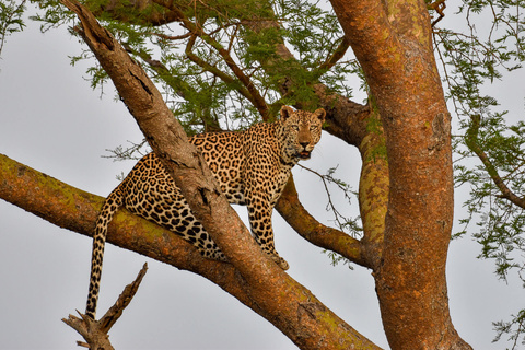 Parc National de Murchison