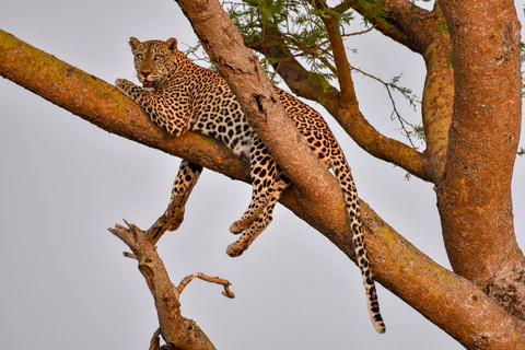 Parc National de Murchison