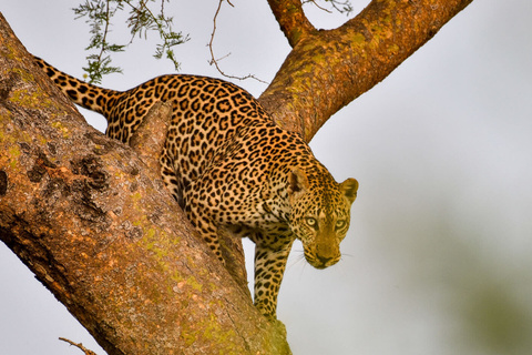 P. N de Queen Elizabeth - Secteur d'Ishasha