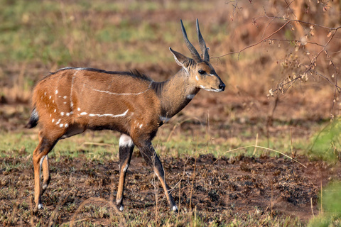 Murchison - Lac Albert